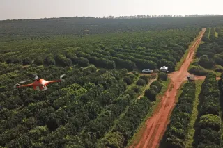 Dron nad výsadbou stromů