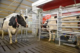 Krávy u dojicího robota Lely ve stáji