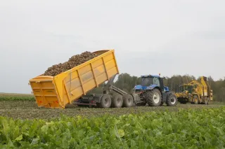 Traktor s nosičem kontejnerů Stronga vyklápí řepu na poli
