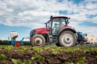 Traktor Case IH Vestrum při práci mezi řádky zeleniny
