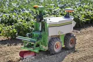 Zelenobílý polní robot OZ mezi řádky plodin