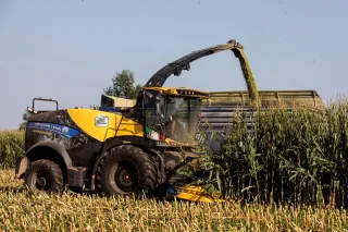 Řezačka New Holland sklízí kukuřici a plní souběžně jedoucí vůz.