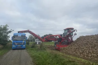 Překladač řepy Holmer Terra Felis 3 evo při práci na poli