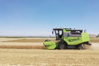 Zelená sklízecí mlátička Zoomlion při sklizni obilí.