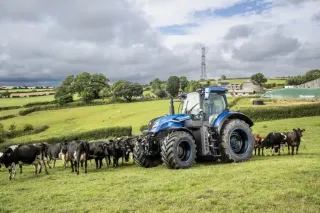 Modrý traktor New Holland na pastvině s kravami
