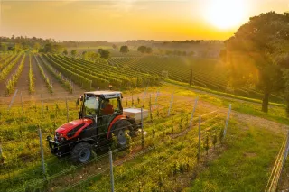 Červený úzkorozchodný traktor Same ve vinici při západu slunce