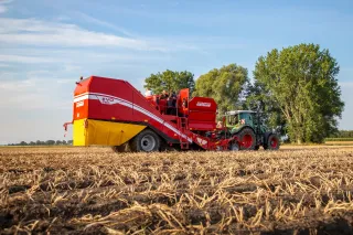 Červený sklízeč brambor Grimme EVO 260 s traktorem na poli