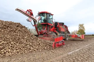 Červený nakládací čistič Holmer Terra Felis vedle hromady cukrové řepy