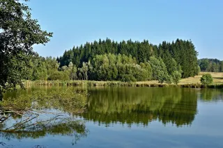 Rybník obklopený stromy a loukou