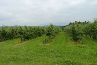 Řady ovocných stromů v sadu.