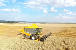 Žlutá sklízecí mlátička při sklizni obilí.