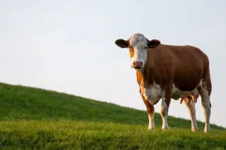 Kráva na travnatém svahu