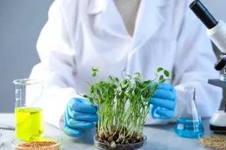 Pracovník v laboratoři zkoumá mladé rostliny