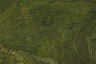 Letecký pohled na zelené terasovité pole