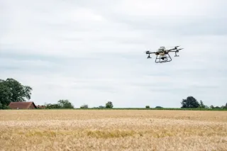 Dron letí nad zralým obilným polem.
