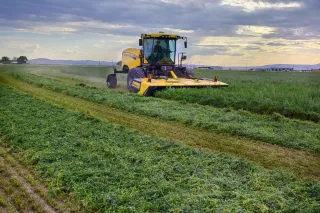 Žlutý samojízdný žací stroj New Holland Speedrower na poli