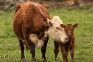 Hnědobílé krávy stojící na pastvině