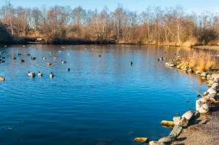 Kachny plovoucí na rybníku