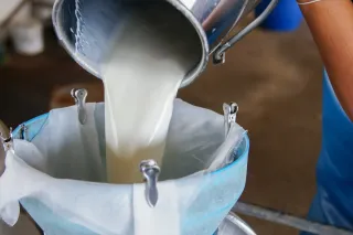 Mléko nalévané z kovové nádoby