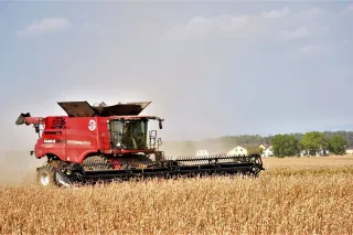 Červená sklízecí mlátička Case IH sklízí makové pole.