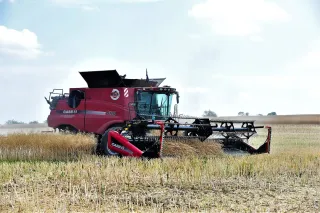 Červená sklízecí mlátička Case IH sklízí řepku.