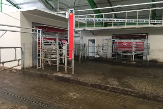 Dojicí roboty Lely v hale HOD Dolní Heřmanice