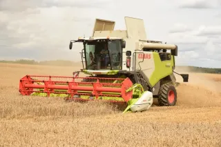 Sklízecí mlátička Claas Trion 520 při sklizni pšenice