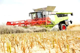 Sklízecí mlátička Claas Lexion při sklizni řepky v ZD Čistá