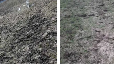 Poškození lučního porostu od zvěře a krtka nebo myši