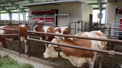 Dojnice ve stáji s robotickým dojicím zařízením Lely