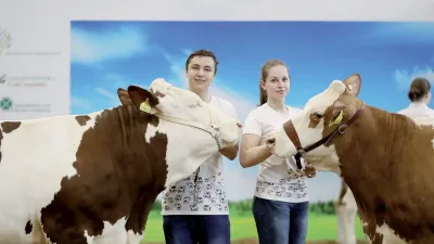 Dvě krávy a dvě prezentující ženy na výstavě hospodářských zvířat