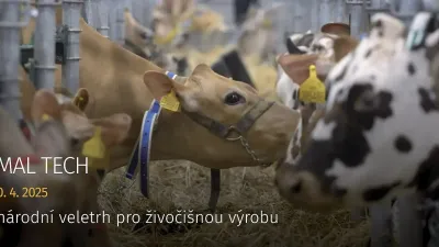 Skot na výstavě ANIMAL TECH