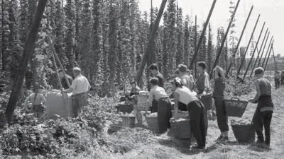 Historická fotografie ruční sklizně chmele na chmelnici