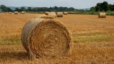 Balíky slámy na sklizeném poli