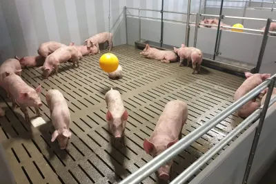 Zemědělské družstvo Unčovice je také významným chovatelem prasat.