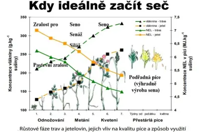 Kdy ideálně začít seč?