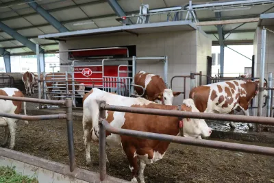 Technologická modernizace v podobě dojicích robotů Lely Austronaut v ZD Nečín posunula chov dojnic na farmě o pomyslných 50 let