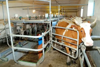 Kellnerova stopa v zemědělství: Jak to vypadá v ruském zemědělském podniku RAV Agro. Zdroj foto - tisková zpráva RAV Agro