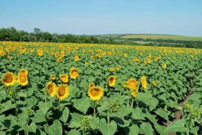 Kellnerova stopa v zemědělství: Jak to vypadá v ruském zemědělském podniku RAV Agro. Zdroj foto - tisková zpráva RAV Agro