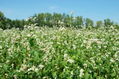 Kellnerova stopa v zemědělství: Jak to vypadá v ruském zemědělském podniku RAV Agro. Zdroj foto - tisková zpráva RAV Agro