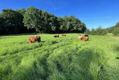 Plemenný chov Highlandů i vřesovek.