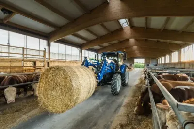 Traktor New Holland T5S manipuluje s kulatým balíkem slámy přímo ve stáji při krmení skotu.