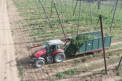 V době naší návštěvy probíhala sklizeň chmele.