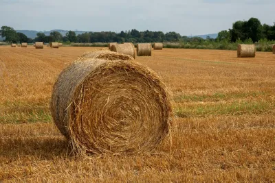 Balíky slámy na sklizeném poli