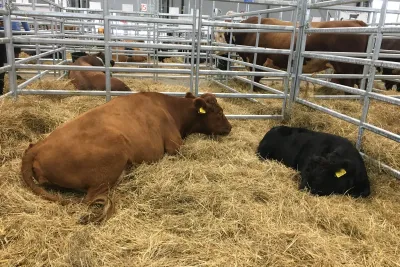 ANIMAL TECH a Národní výstava hospodářských zvířat 2021.