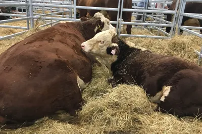 ANIMAL TECH a Národní výstava hospodářských zvířat 2021.