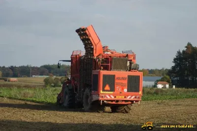 Sklizeň řepy v Čisté