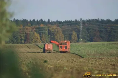 Sklizeň řepy v Čisté