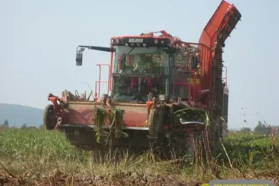 Holmer Terra Dos při sklizni řepy.