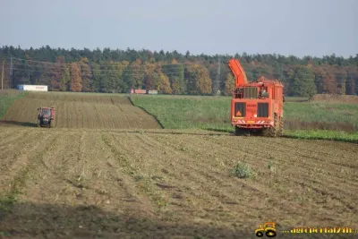 Sklizeň řepy v Čisté